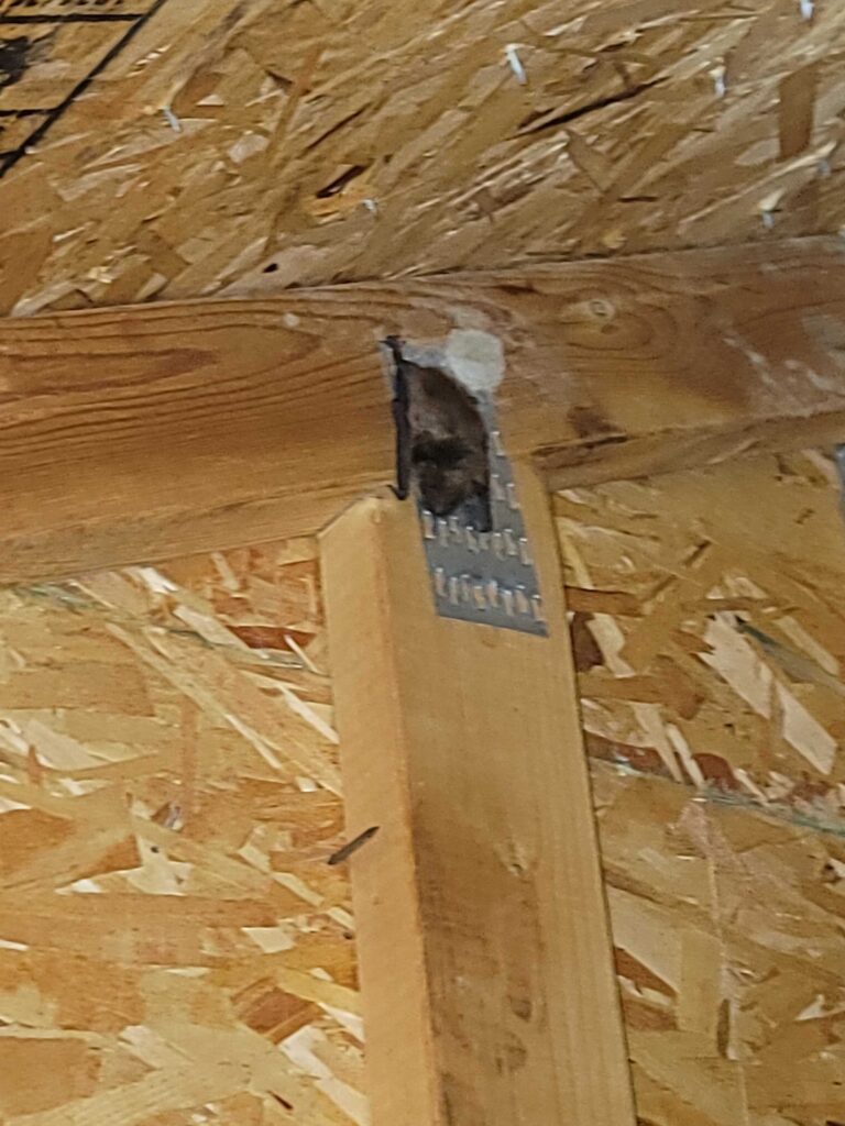 Wildlife Removal Easton