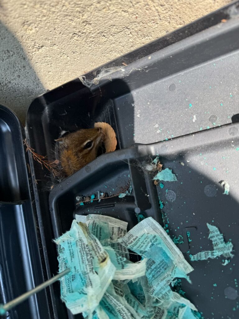 Wildlife Removal Easton