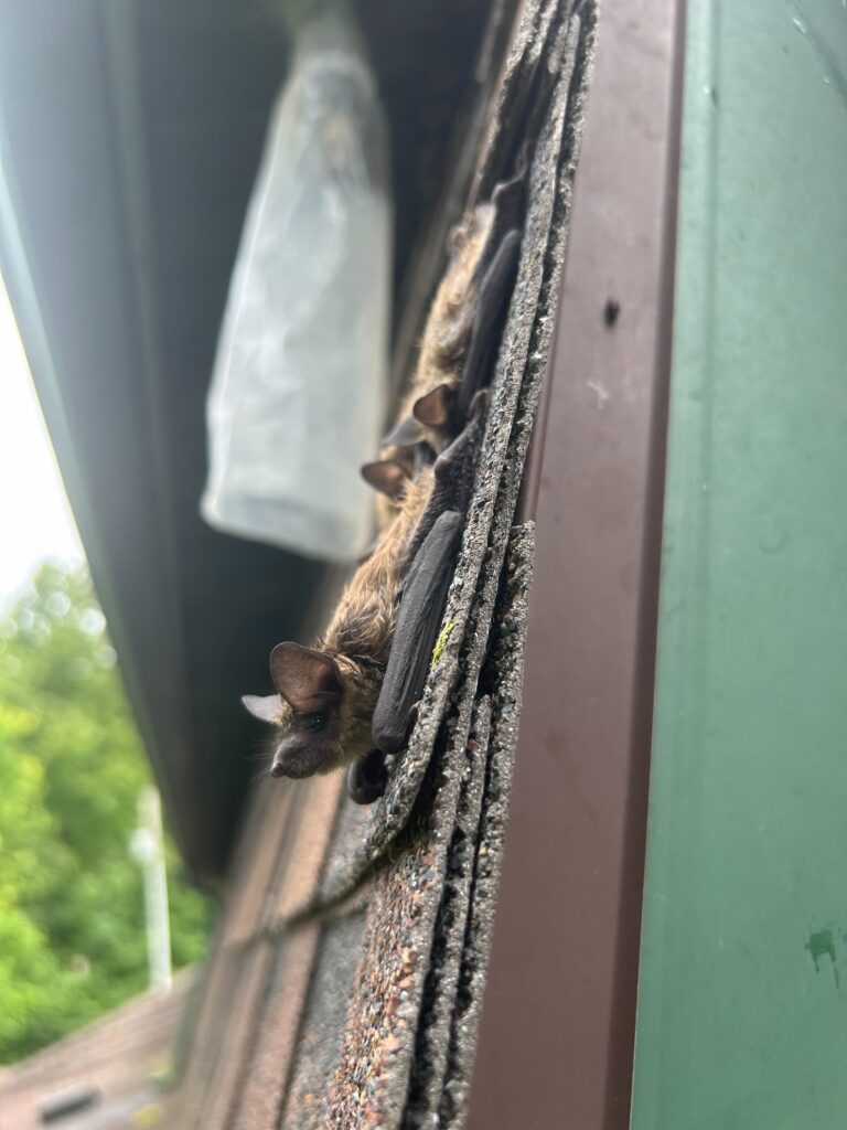 Wildlife Removal Easton